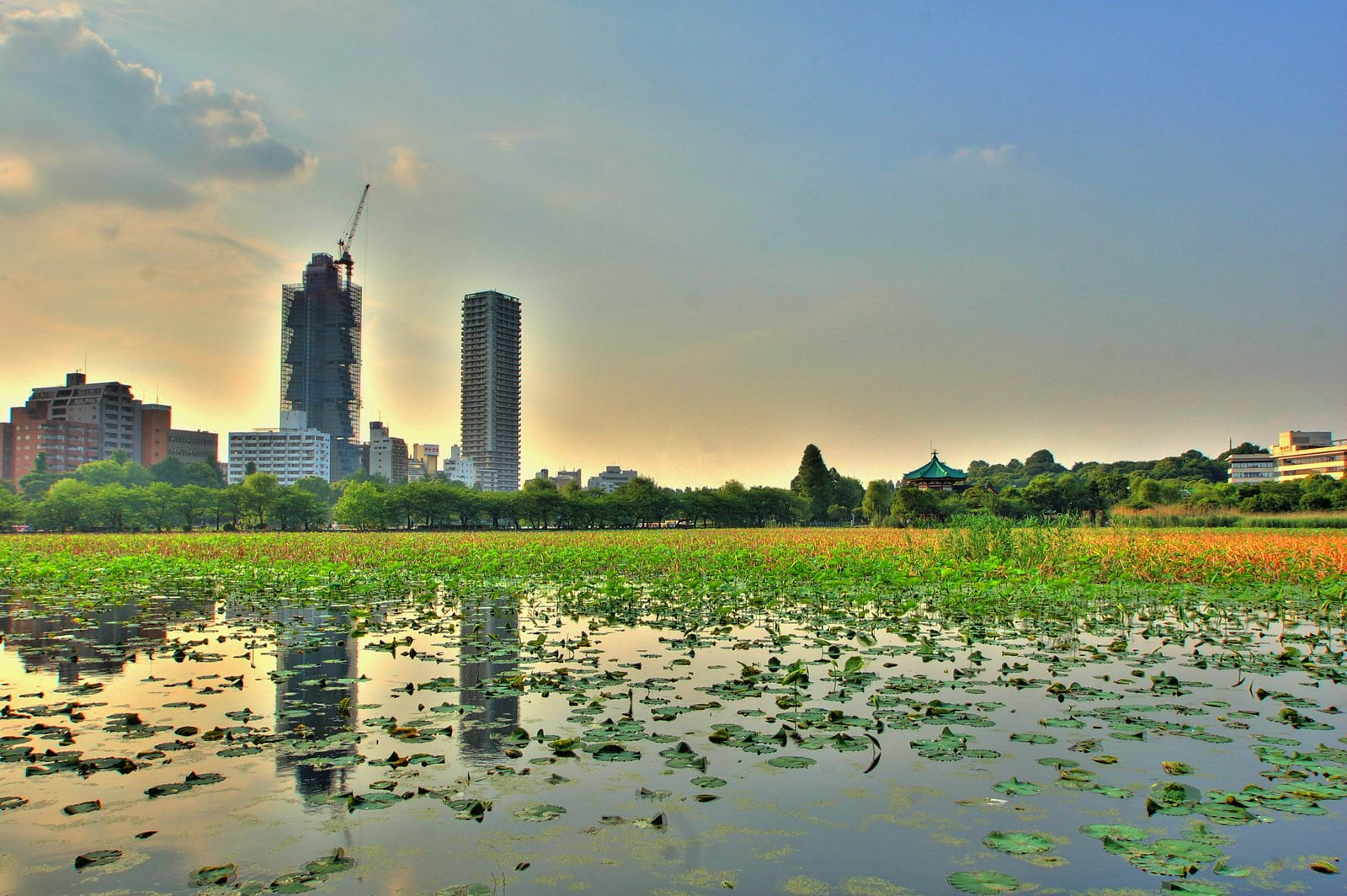 Water and vegetation landscape