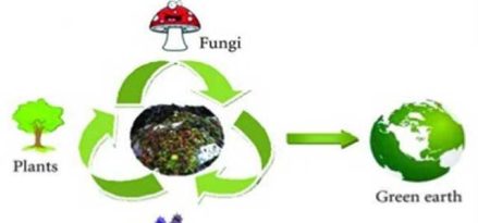 Bioremediation